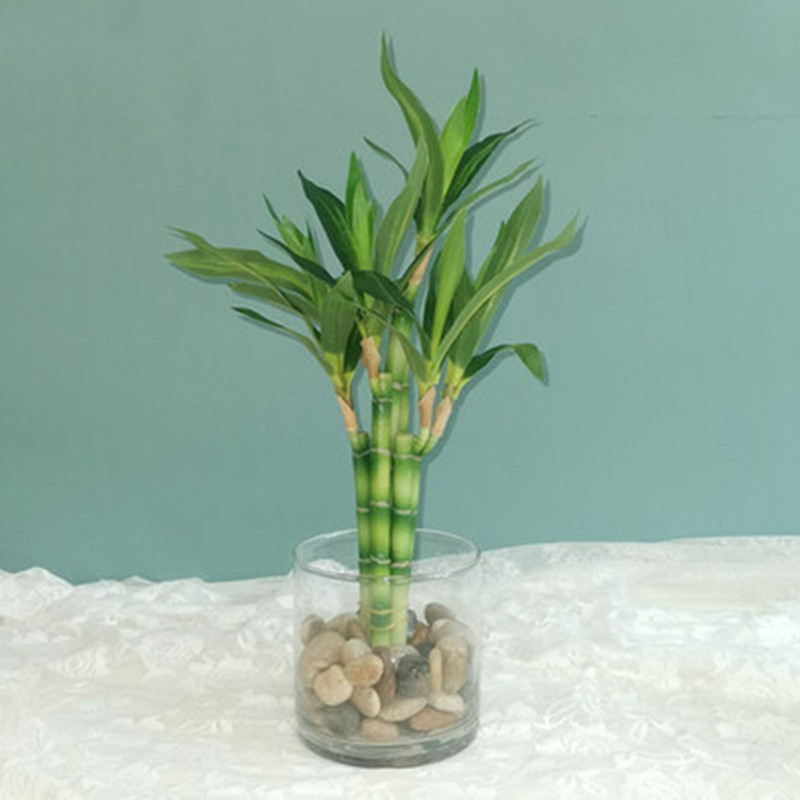 Aquarium Marine Plants - Neue 40cm Künstliche Glücksbambus-Sukkulentenpflanze, Grüne Topfpflanze